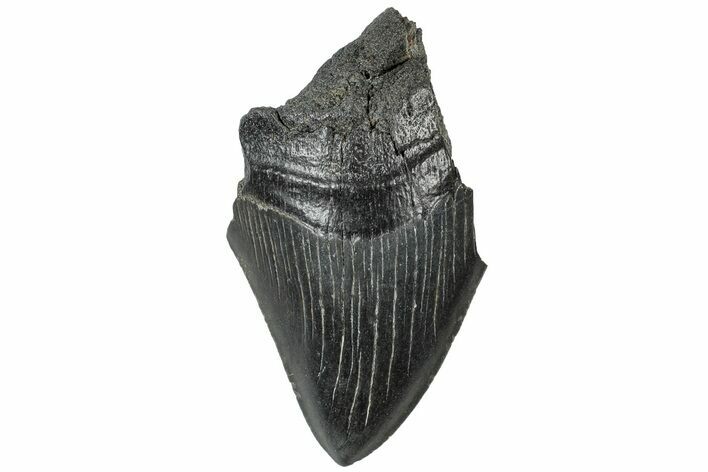 Partial Megalodon Tooth - Serrated Blade #307657